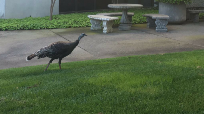 Turkey on campus