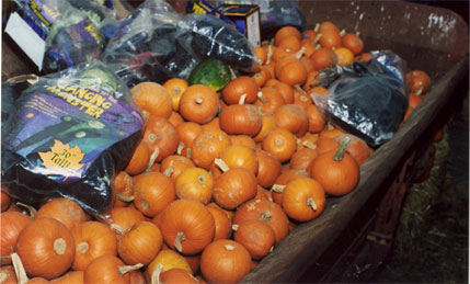 Image: Halloween around town:Pumpkins of all shapes and sizes are available at the Old Sacramento Pumpkin Patch as well as the Gibson Ranch Pumpkin Patch in Elverta.: