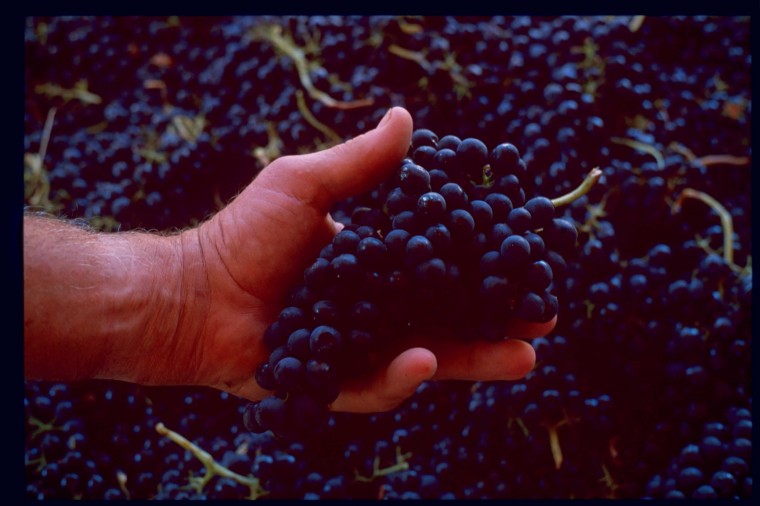 Image: Get thee to a (local) winery!:Photo courtesy El Dorado County Vintners AssociationSyrah grapes, one of the dominating grape crops in El Dorado County, are shown here before being crushed. The Sacramento region is home to a wide variety of vintners with local appeal and friendly at: