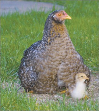 Image: Hawks swoop down on chickens:A mother hen watches over her young chick to protect it from the dangers of the hawks that swoop down, pick them off and make a quick meals out of them.Photo by Whitney Deatherage/State Hornet :