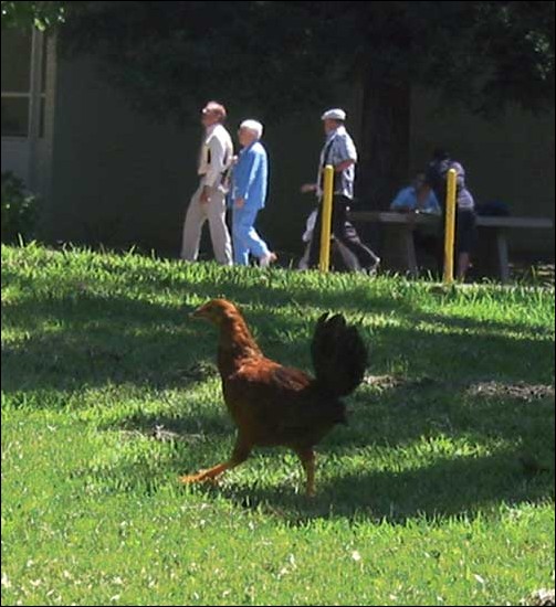 Image: Chicken rumors dont fly:Campus chickens were the subject of summer rumors regarding their removal. / Photo by Christi Coakley: