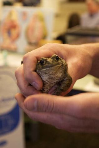 The Western Toad was one of the many frogs on display for people to see during the Save the Frogs event put on by the Field Biology Club and savethefrogs.com.