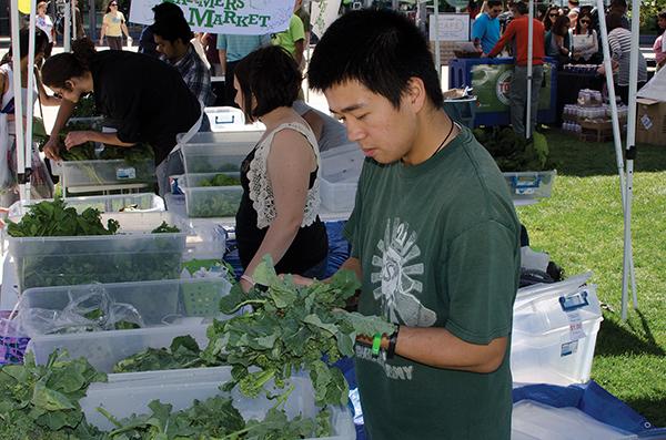 Michael Kwong, senior environmental studies major, bundles wild spinach.

