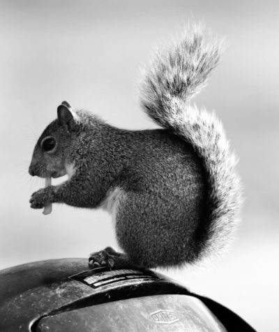 BUZZARRE: Student claims squirrel powers