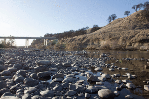 The Folsom Dam releases water into the American River at only 500 cubic feet per second, potentially hurting sea life.