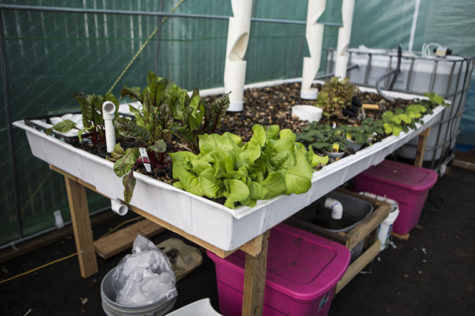 New program allows students to learn sustainability, environmental issues