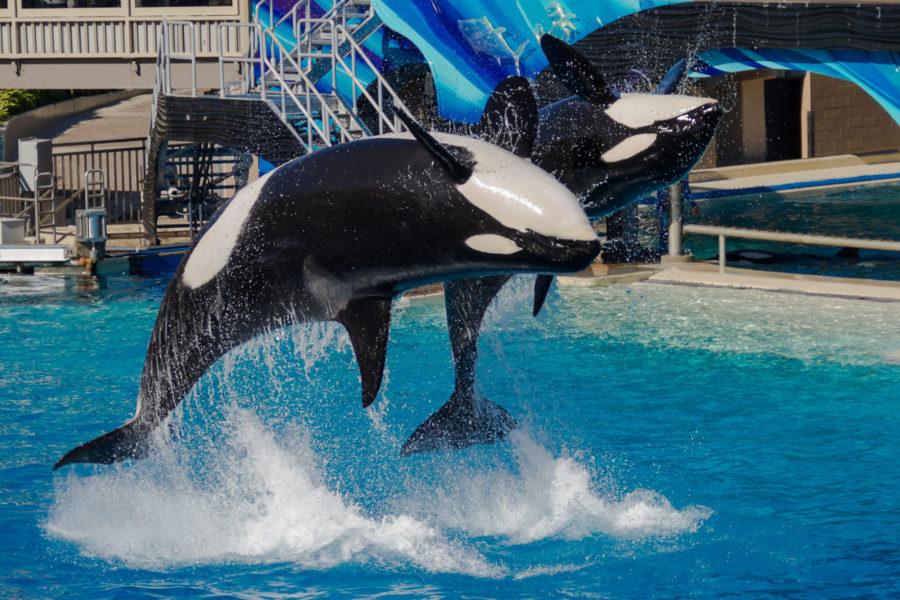 The California Captive Orca Welfare and Safety Act that would have prevented orca captivity will not be reintroduced in 2015.