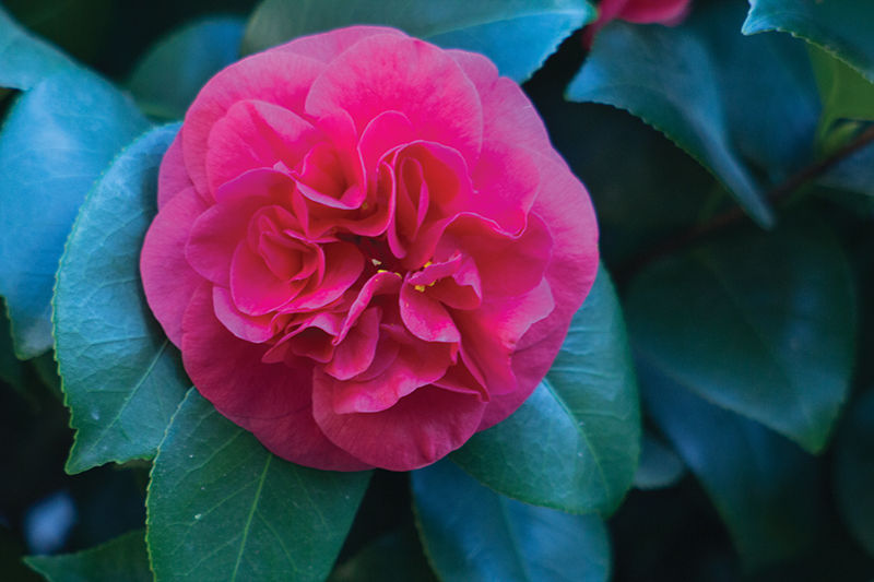 Camellia flowers are known for being a symbol of adoration, devotion, and loveliness. The peak of the camellias blooming season is throughout the month of February and their shades of whites, pinks and reds, as well as their symbolism of love seem to coordinate with Valentines Day.