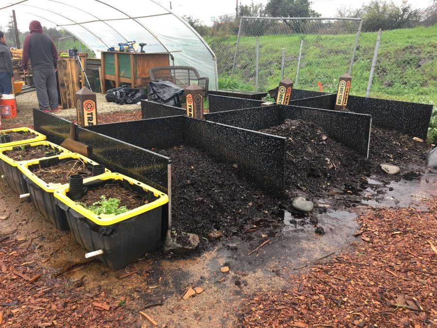 The pilot program started this semester when compost bins were put out to collect food scraps. From there, the scraps are moved to the composting yard at the back of Parking Lot 10. (Photo by Raul Hernandez)