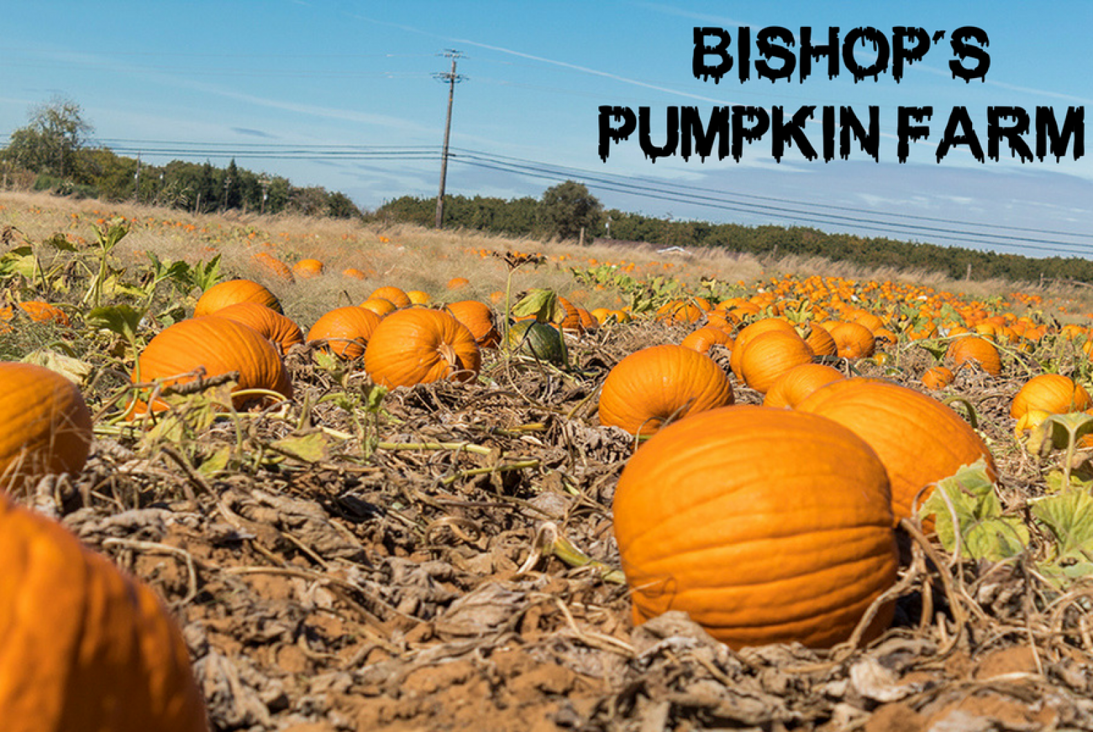 Bishop’s Pumpkin Farm is one of few places in the area where you can go and pick your own pumpkins off the vine. Some of these pumpkins can grow up to 200 pounds. (Matthew Nobert – The State Hornet)