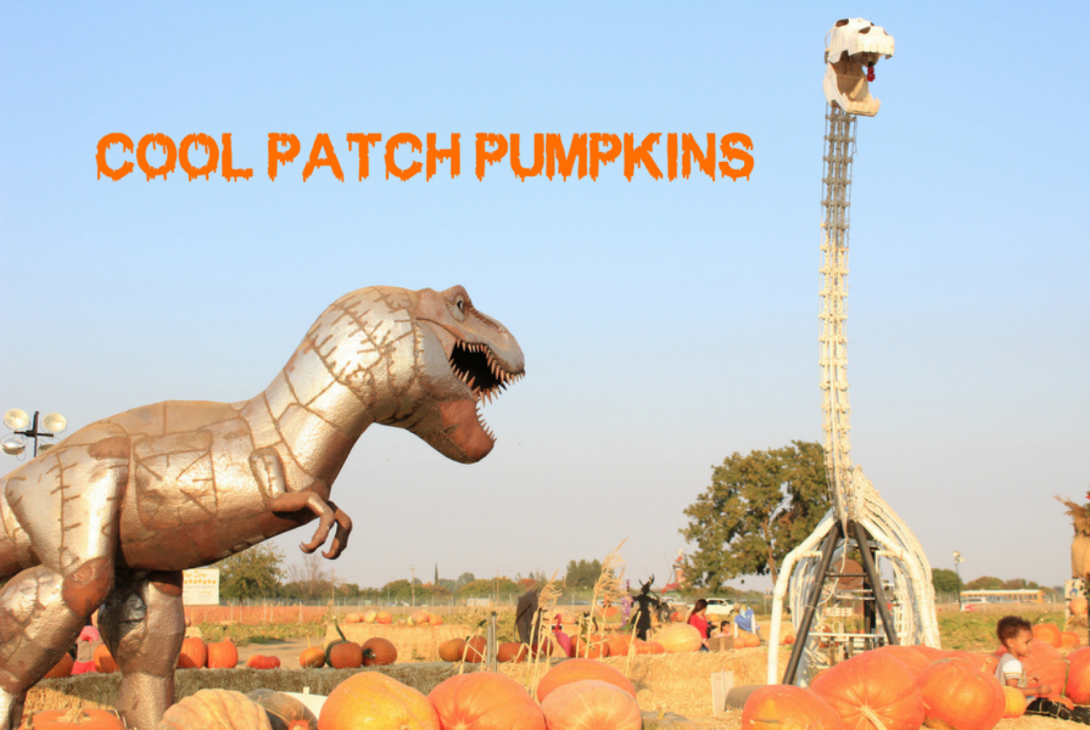 The two dinosaur sculptures stand in the middle of the field at the Cool Patch Pumpkins in Dixon. (Carlo Marzan – The State Hornet)