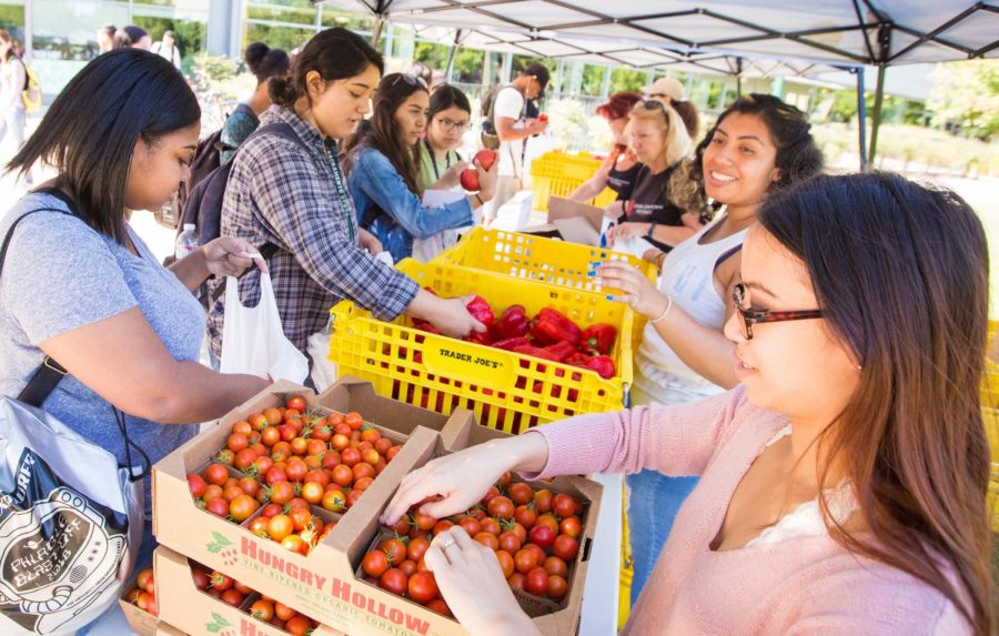 ASI student volunteers and Central Downtown Food Basket help students pick out the best fruits and vegetables out at the ASI Pop Up Pantry outside of The Well on Sept. 10, 2018. This semester, the Pop Up Pantry is now officially set up to distribute in the library quad two to three times a month, Mondays from 10:30 a.m. to 1:30 p.m.