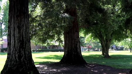 VIDEO: Walk through the Sac State campus awash with green this spring