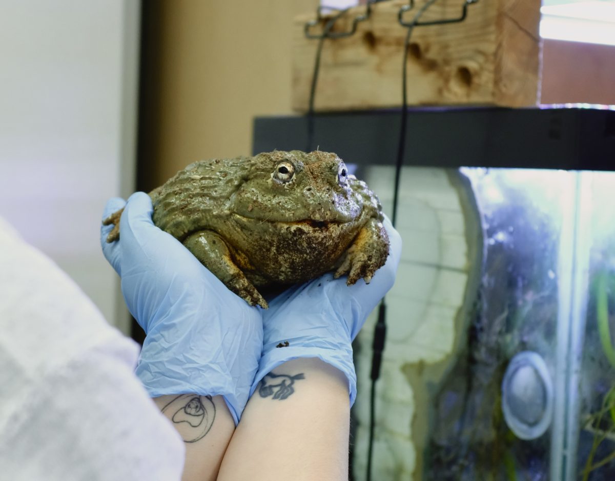 Student assistant and senior microbiology major Audrey Dakis shows off Mr. Pickles in Sequoia Hall, Room 110, Friday, Feb. 9, 2024. Mr. Pickles is an African bullfrog and one of Dakis’ favorites to introduce. 