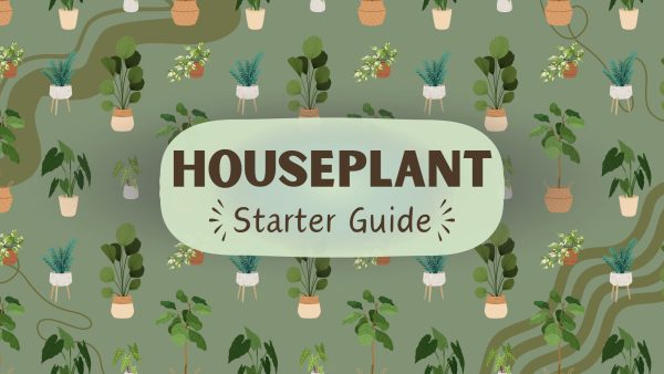  Take the stress out of houseplant care with this starter guide. Whether you’re just beginning your leafy journey or you’re already familiarized, there’s always something to learn. (Graphic created in Canva by Delaney Joyce). 