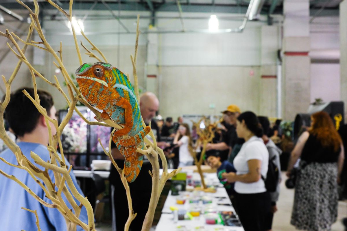 A deeply saturated Panther Chameleon perches upon a branch out in the open at the Sacramento Reptile Show at Cal Expo on Saturday, Sept. 21, 2024. This biannual herpetology exposition garnered over 14,000 guests eager to see live reptiles, invertebrates and amphibians.