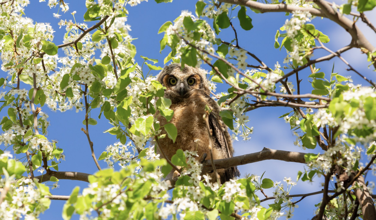A fledgling great horned owl perched in a tree Wednesday, Mar. 4, 2026. People are advised not to interact with the owls.
